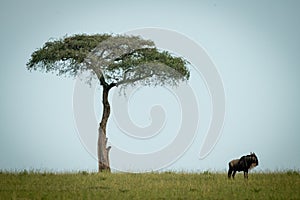 Blue wildebeest stands by tree on horizon