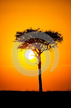 Blue Wildebeest at sunset crossing the Masai Mara during the annual migration