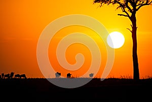 Blue Wildebeest at sunset crossing the Masai Mara during the annual migration