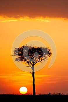 Blue Wildebeest at sunset crossing the Masai Mara during the annual migration