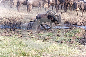 Blue Wildebeest in Tanzania