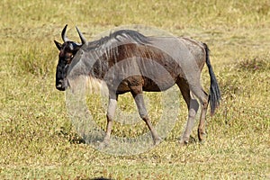 Blue wildebeest walking