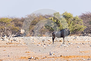 Blue Wildebeest walking in the bush. Wildlife Safari in the Etosha National Park, famous travel destination in Namibia, Africa.