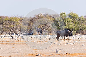 Blue Wildebeest walking in the bush. Wildlife Safari in the Etosha National Park, famous travel destination in Namibia, Africa.