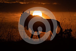 Blue wildebeest walking on horizon at sunset