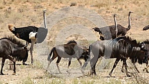 Blue wildebeest walking with ostriches