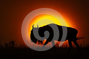 Blue wildebeest walking in silhouette at sunset