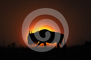 Blue wildebeest walks on horizon at sundown