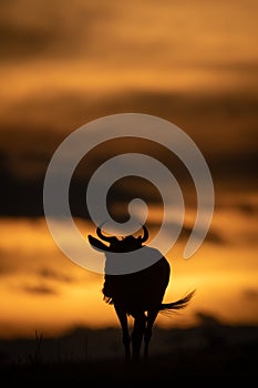 Blue wildebeest walks in silhouette at sunset