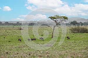 Blue wildebeest or white-bearded gnu (Connochaetes taurinus) in the Tarangire National Park, Tanzania