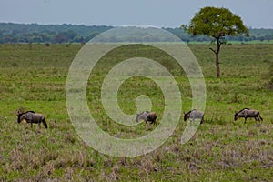 Blue wildebeest or white-bearded gnu (Connochaetes taurinus) in the Tarangire National Park, Tanzania