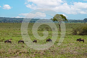 Blue wildebeest or white-bearded gnu (Connochaetes taurinus) in the Tarangire National Park, Tanzania