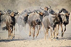 Blue Wildebeest - Wildlife from Africa - Stampede of Hoof and Dust