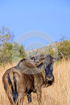 Blue Wildebeest, Wildlife Reseve, South Africa