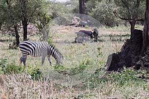 Blue wildebeest and zebras in the field