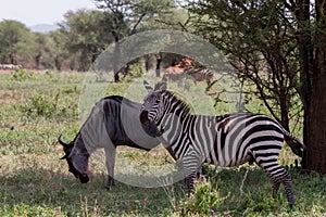 Blue wildebeest and zebras n the Tarangire National Park, Tanzania