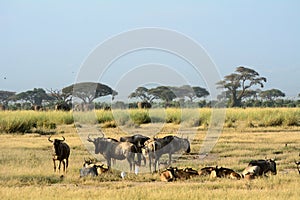 Blue wildebeests, Amboseli National Park, Kenya