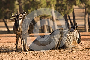 Blue Wildebeests antelopes