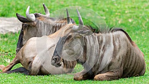 Blue wildebeests (Connochaetes taurinus).