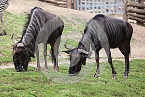 Blue wildebeests Connochaetes taurinus