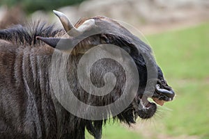 Blue wildebeests Connochaetes taurinus