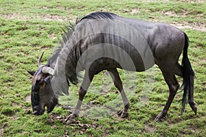 Blue wildebeests Connochaetes taurinus