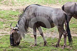 Blue wildebeests Connochaetes taurinus