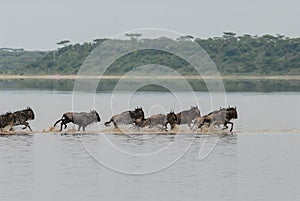 Blue Wildebeests crossing a river in Serengeti