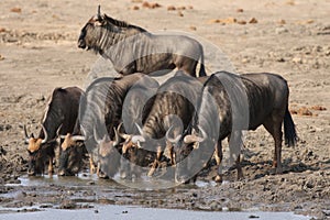 Blue Wildebeests drinking water at a waterhole in Kruger National Park, South Africa
