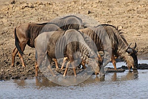 Blue Wildebeests drinking water at a waterhole in Kruger National Park, South Africa