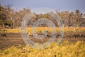 Blue Wildebeests and Eland Drinking at Water Hole in South Africa, Kruger Park