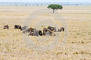 Blue wildebeests Gnus in the field