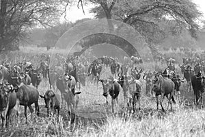 Blue wildebeests during the Great Migration in black and white.