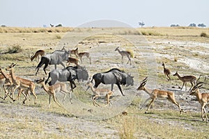 Blue Wildebeests and Impala