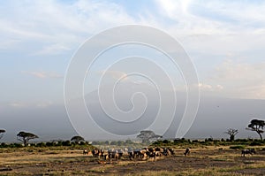 Blue wildebeests and the Kilimanjaro, Amboseli National Park, Ke