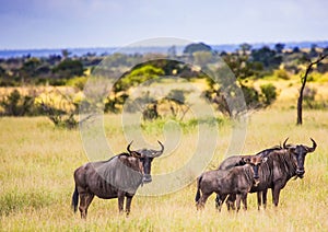 Blue Wildebeests at the Kruger National Park