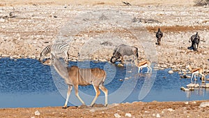 Blue wildebeests, kudu and springbok drinking at the Okaukuejo waterhole, Etosha National Park, Namibia.