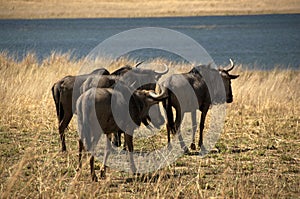 Blue wildebeests at Pilanesberg National Park