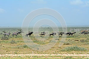 Blue wildebeests and plain zebras