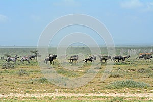 Blue wildebeests and plain zebras