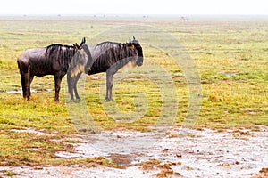 Blue wildebeests in the rain in Ngorongoro