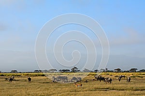 Blue wildebeests and Thomson-gazelles, Amboseli National Park, K photo