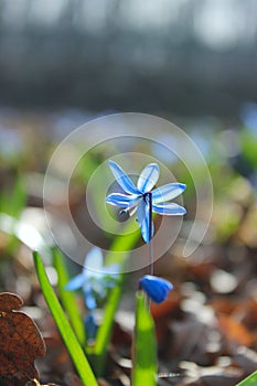 Blue wildflower in the forest. Blue squill outdoors, blurry background.