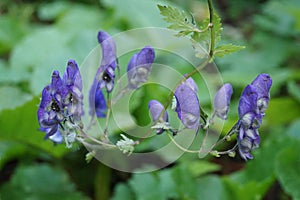 Blue wildflowers - Aconitum degeni