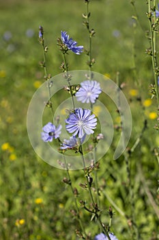 Blue wildflowers chicory (Cichorium intybus) in summer field