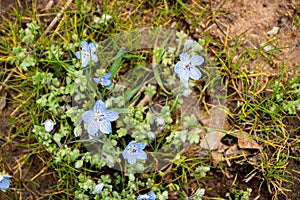 Blue wildflowers, early spring flowers, baby blue eyes, forest meadow flower, soft fragile romantic blooms, hope and peace