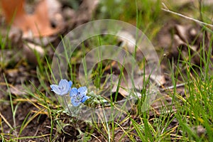 Blue wildflowers, early spring flowers, baby blue eyes, forest meadow flower, soft fragile romantic blooms, hope and peace