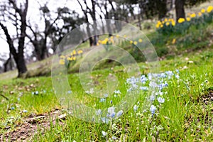 Blue wildflowers, early spring flowers, baby blue eyes, forest meadow flower, soft fragile romantic blooms, hope and peace