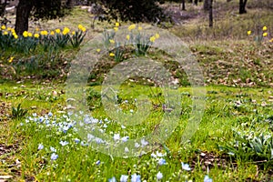 Blue wildflowers, early spring flowers, baby blue eyes, forest meadow flower, soft fragile romantic blooms, hope and peace