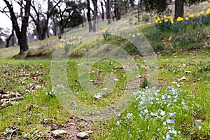 Blue wildflowers, early spring flowers, baby blue eyes, forest meadow flower, soft fragile romantic blooms, hope and peace